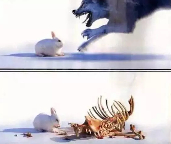 兔子和狼